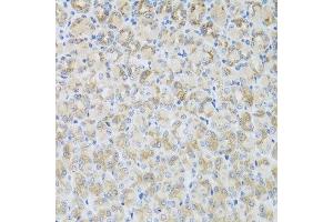 Immunohistochemistry of paraffin-embedded mouse stomach using ARFGAP3 antibody at dilution of 1:100 (x40 lens). (ARFGAP3 抗体)