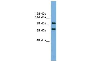 WB Suggested Anti-Ttf1 Antibody Titration: 0. (TTF1 抗体  (N-Term))