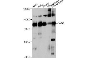 Western blot analysis of extracts of various cell lines, using BAG3 antibody. (BAG3 抗体)