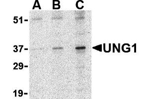 Western Blotting (WB) image for anti-Uracil-DNA Glycosylase (UNG) (N-Term) antibody (ABIN1031654) (UNG 抗体  (N-Term))