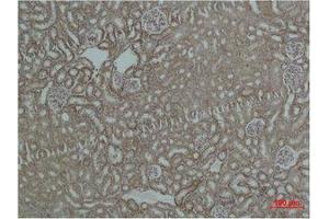 Immunohistochemistry (IHC) analysis of paraffin-embedded Mouse Kidney Tissue using HSP60 Polyclonal Antibody. (HSPD1 抗体)