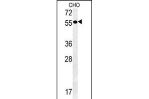 Y2A Antibody (C-term) (ABIN651607 and ABIN2840322) western blot analysis in CHO cell line lysates (35 μg/lane). (AMY2A 抗体  (C-Term))