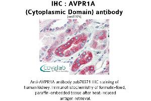 Image no. 1 for anti-Arginine Vasopressin Receptor 1A (AVPR1A) (Cytoplasmic Domain) antibody (ABIN1732147) (AVPR1A 抗体  (Cytoplasmic Domain))