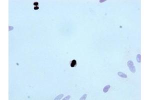 Immunocytochemistry analysis of ABIN7127311 diluted at 1:100 and staining in Hela cells performed on a Leica BondTM system. (Recombinant Histone H3.3 抗体  (pThr3))