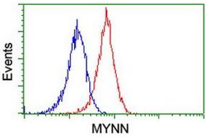 Image no. 4 for anti-Myoneurin (MYNN) (AA 10-300) antibody (ABIN1490790) (Myoneurin 抗体  (AA 10-300))