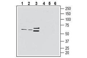 Western Blotting (WB) image for anti-Chemokine (C-X3-C Motif) Receptor 1 (CX3CR1) (AA 7-20), (Extracellular) antibody (ABIN7043047)