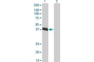 Western Blot analysis of HLF expression in transfected 293T cell line by HLF monoclonal antibody (M03), clone M1. (HLF 抗体  (AA 1-295))