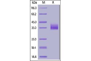 SDS-PAGE (SDS) image for Sialic Acid Binding Ig-Like Lectin 15 (SIGLEC15) (AA 20-263) (Active) protein (His tag,AVI tag,Biotin) (ABIN6938941)