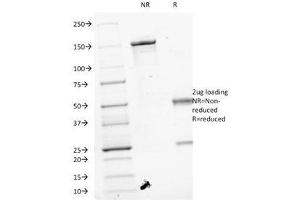 SDS-PAGE Analysis of Purified, BSA-Free VEGF Antibody (clone VEGF/1063). (VEGFA 抗体)