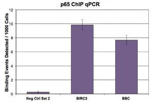 NFκB p65 (pAb) tested by ChIP. (NF-kB p65 抗体  (C-Term))