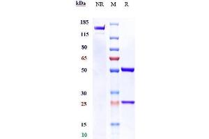 anti-MUC1 (Clivatuzumab Biosimilar) antibody