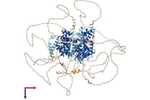 BLM Protein (AA 1-1417) (His tag)