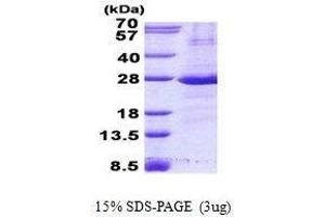 Figure annotation denotes ug of protein loaded and % gel used.