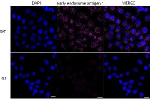 anti-Early Endosome Antigen 1 (EEA1) antibody