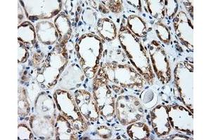 Immunohistochemical staining of paraffin-embedded prostate tissue using anti-APP mouse monoclonal antibody. (APP 抗体)