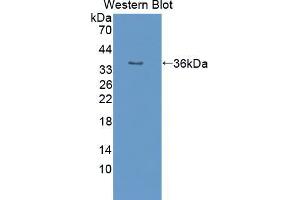 Western blot analysis of the recombinant protein. (PON2 抗体  (AA 4-289))