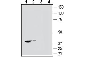 Western blot analysis of human  monocytic leukemia cell line lysates (lanes 1 and 3) and human  promyelocytic leukemia cell line lysates (lanes 2 and 4):1-2.