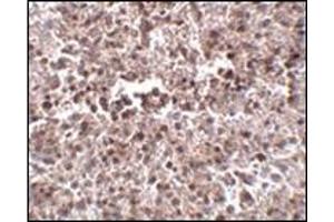 Immunohistochemistry of MettL7B in human spleen tissue with this product at 2. (METTL7B 抗体  (N-Term))