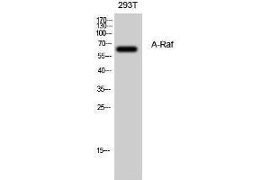 Western Blotting (WB) image for anti-V-Raf Murine Sarcoma 3611 Viral Oncogene Homolog (ARAF) (Internal Region) antibody (ABIN3173858) (ARAF 抗体  (Internal Region))