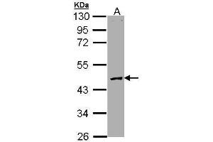 WB Image Sample (30 ug of whole cell lysate) A: Molt-4 , 10% SDS PAGE antibody diluted at 1:3000 (PROC 抗体)
