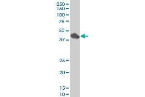 SMAD7 monoclonal antibody (M07), clone 4G11 Western Blot analysis of SMAD7 expression in HeLa . (SMAD7 抗体  (AA 160-260))