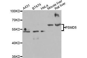 Western blot analysis of extracts of various cell lines, using PSMD5 antibody (ABIN5975452) at 1/2000 dilution. (PSMD5 抗体)