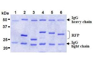 SDS-PAGE (SDS) image for anti-Red Fluorescent Protein (RFP) antibody (Agarose Beads) (ABIN1449297) (RFP 抗体  (Agarose Beads))