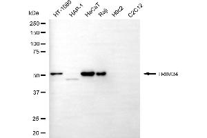 Western blotting analysis using TRIM34 antibody (ABIN7800632). (TRIM34 抗体)