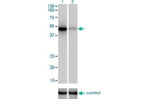 Western blot analysis of RBM9 over-expressed 293 cell line, cotransfected with RBM9 Validated Chimera RNAi (Lane 2) or non-transfected control (Lane 1). (RBM9 抗体  (AA 1-100))