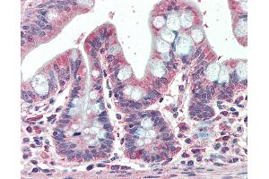 Anti-EML5 antibody IHC staining of human small intestine. (EML5 抗体  (AA 1326-1337))