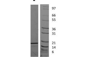 SDS-PAGE of Human Interleukin-19 Recombinant Protein SDS-PAGE of Human Interleukin-19 Recombinant Protein. (IL-19 蛋白)