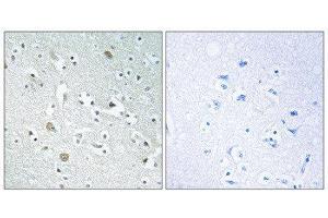 Immunohistochemistry (IHC) image for anti-Phospholipase A1 Member A (PLA1A) (C-Term) antibody (ABIN1851814) (PLA1A 抗体  (C-Term))