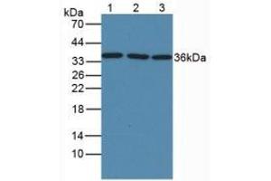 Mouse Capture antibody from the kit in WB with Positive Control: Sample Lane1: Human Liver Tissue; Lane2: Rat Liver Tissue; Lane3: Mouse Liver Tissue. (GAPDH CLIA Kit)