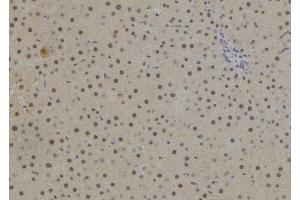 ABIN6278292 at 1/100 staining Rat liver tissue by IHC-P. (NR2E1 抗体  (Internal Region))