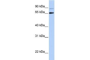 Host:  Rabbit  Target Name:  DGCR8  Sample Type:  Hela Cell lysates  Antibody Dilution:  1. (DGCR8 抗体  (N-Term))