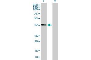 Western Blot analysis of ADH1B expression in transfected 293T cell line by ADH1B MaxPab polyclonal antibody. (ADH1B 抗体  (AA 1-375))