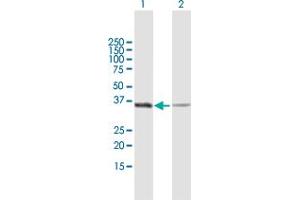 Western Blot analysis of GAPDH expression in transfected 293T cell line by GAPDH MaxPab polyclonal antibody.