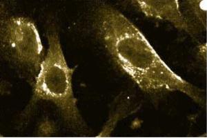 Immunofluorescence with the mouse anti- caveolin 1 antibody on human endothelial cells. (Caveolin-1 抗体  (AA 1-178))