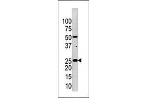 Western blot analysis of anti-KLK4 Pab (ABIN390304 and ABIN2840739) in mouse brain tissue lysate. (Kallikrein 4 抗体  (AA 85-115))