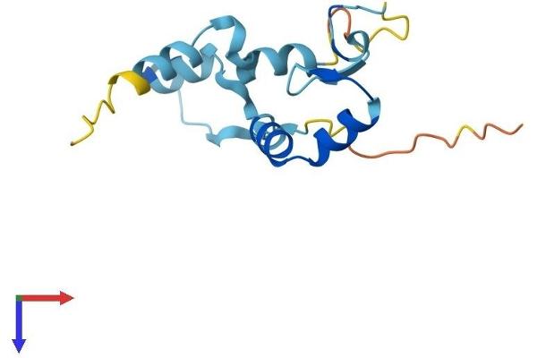 ZNF593 Protein (AA 1-134) (His tag)