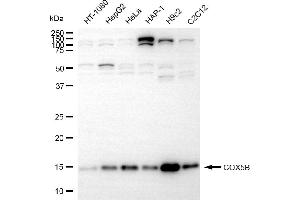 Western blotting analysis using COX5B antibody (ABIN7798248). (Recombinant COX5B 抗体)