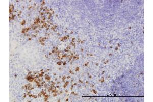 Immunoperoxidase of monoclonal antibody to FGF1 on formalin-fixed paraffin-embedded human tonsil. (FGF1 抗体  (AA 46-155))