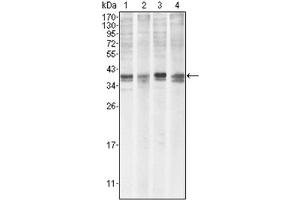 Western Blotting (WB) image for anti-Induced Myeloid Leukemia Cell Differentiation Protein Mcl-1 (MCL1) antibody (ABIN1108171) (MCL-1 抗体)