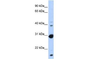 Western Blotting (WB) image for anti-Nuclear Receptor Subfamily 0, Group B, Member 2 (NR0B2) antibody (ABIN2458197) (NR0B2 抗体)