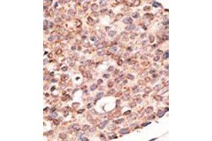 Image no. 2 for anti-Cryptochrome 2 (Photolyase-Like) (CRY2) (C-Term) antibody (ABIN358614) (CRY2 抗体  (C-Term))