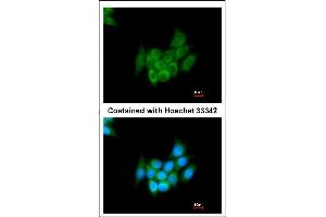 Immunofluorescence (IF) image for anti-Angiotensinogen (serpin Peptidase Inhibitor, Clade A, Member 8) (AGT) antibody (ABIN2133686)