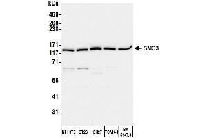 Western Blotting (WB) image for anti-Structural Maintenance of Chromosomes 3 (SMC3) (C-Term) antibody (ABIN7453572)