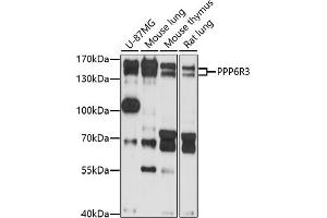 Western blot analysis of extracts of various cell lines, using PPP6R3 antibody (ABIN7269694) at 1:1000 dilution. (PPP6R3 抗体  (AA 1-260))