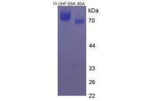 Image no. 1 for 11-Hydroxyprogesterone peptide (BSA) (ABIN5665929) (11-Hydroxyprogesterone peptide (BSA))