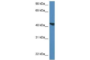 WB Suggested Anti-Meis3 Antibody   Titration: 1. (MEIS3 抗体  (C-Term))